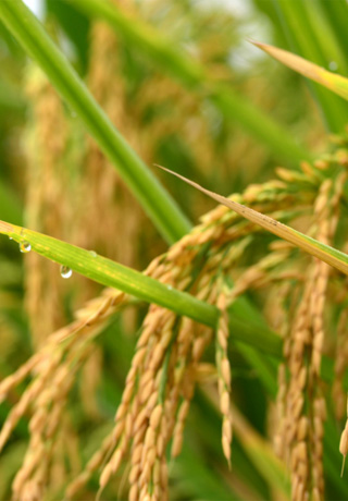 Rice irrigation plan