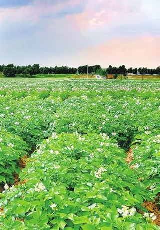 Potato irrigation plan